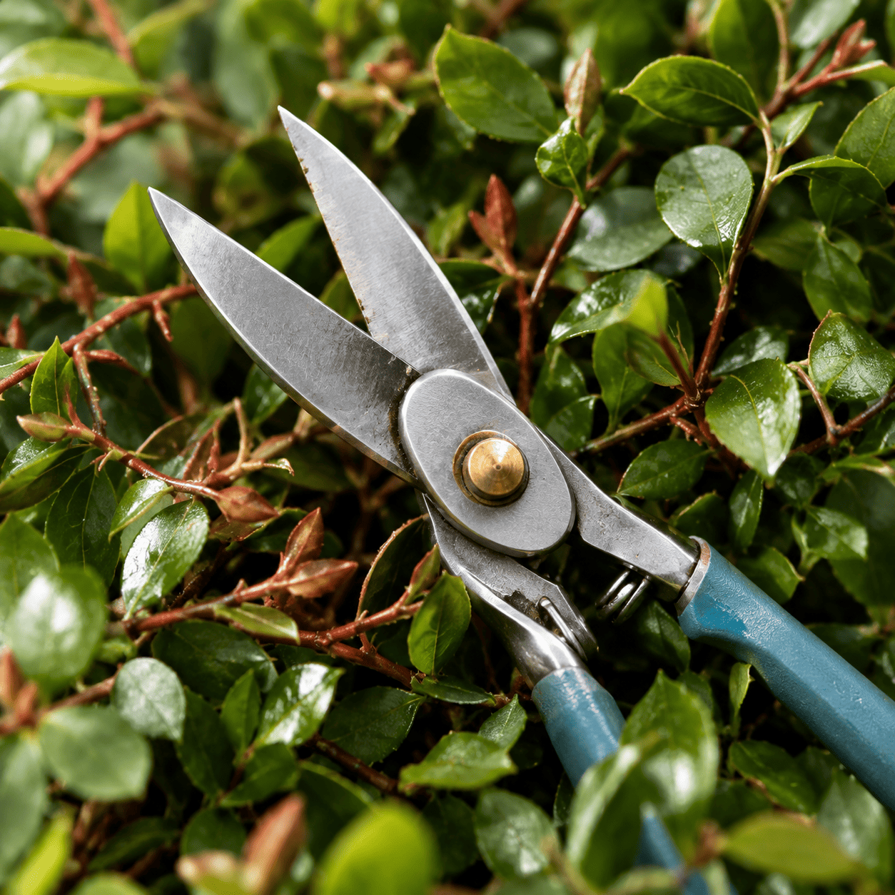Open metal pruning shears rest on a lush green hedge. The shears have sharp, pointed steel blades and weathered blue-coated handles, set against the glossy, wet leaves of the shrub.